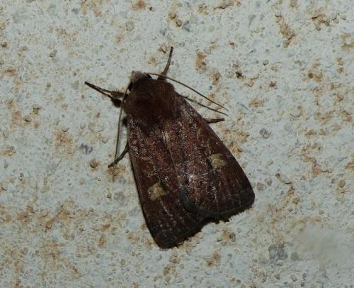 Xestia xanthographa